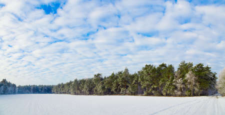 Winter forest. Frost on treesの写真素材