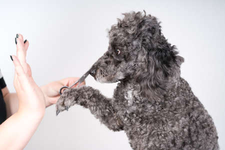 Grooming a little poodle in a hair salon . Black poodle.の写真素材