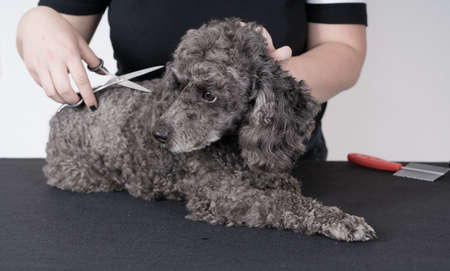 Grooming a little poodle in a hair salon . Black poodle.の写真素材
