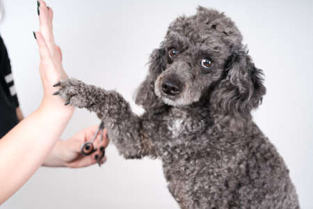 Grooming a little poodle in a hair salon . Black poodle.の写真素材