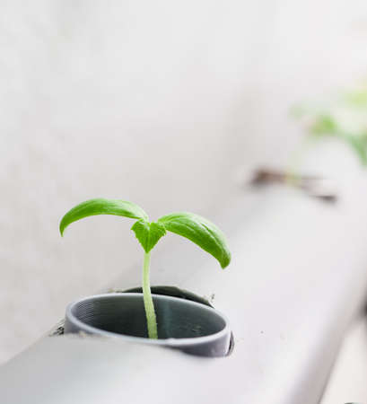 Vegetables hydroponics farm. Hydroponics method of growing plantsの写真素材