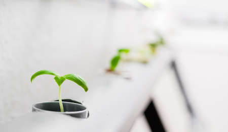 Vegetables hydroponics farm. Hydroponics method of growing plantsの写真素材