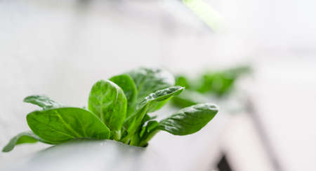 Vegetables hydroponics farm. Hydroponics method of growing plantsの写真素材