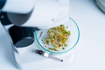 Modern Laboratory .Vegetables in hydroponics tech picks.の写真素材