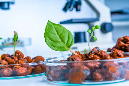Modern Laboratory .Vegetables in hydroponics tech picks.の写真素材