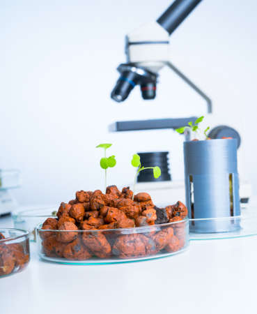 Modern Laboratory .Vegetables in hydroponics tech picks.の写真素材