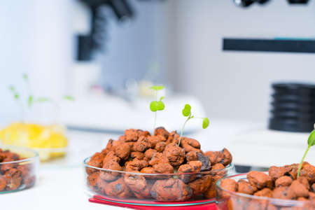 Modern Laboratory .Vegetables in hydroponics  tech picks.の写真素材