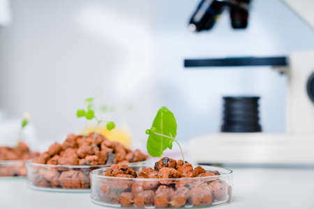 Modern Laboratory .Vegetables in hydroponics  tech picksの写真素材
