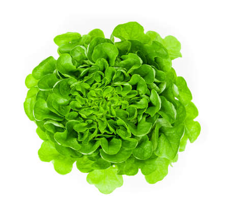 View of green fresh Lettuce .の写真素材
