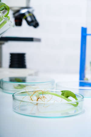 Genetically modified plant tested  .Ecology laboratory exploring new methods of plant breeding.の写真素材
