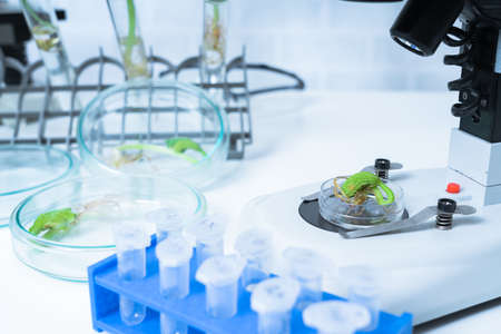 Genetically modified plant tested  .Ecology laboratory exploring new methods of plant breeding.の写真素材