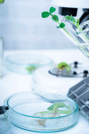 Genetically modified plant tested  .Ecology laboratory exploring new methods of plant breeding.の写真素材