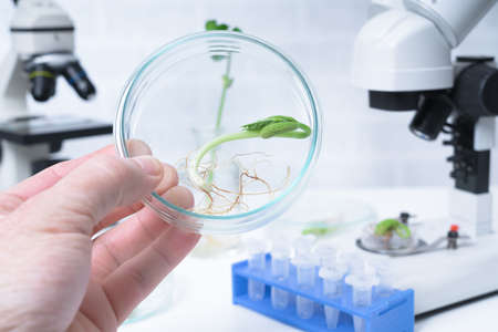 Genetically modified plant tested  .Ecology laboratory exploring new methods of plant breeding.の写真素材