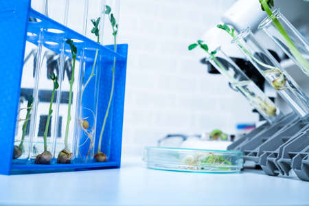 Genetically modified plant tested  .Ecology laboratory exploring new methods of plant breeding.の写真素材