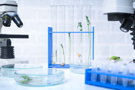 Genetically modified plant tested  .Ecology laboratory exploring new methods of plant breeding.の写真素材