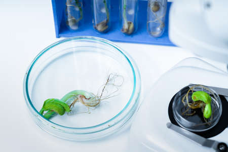 Genetically modified plant tested  .Ecology laboratory exploring new methods of plant breeding.