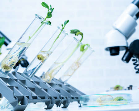 Genetically modified plant tested  .Ecology laboratory exploring new methods of plant breeding.の写真素材