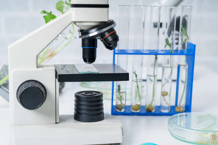 Genetically modified plant tested .Ecology laboratory exploring new methods of plant breeding.