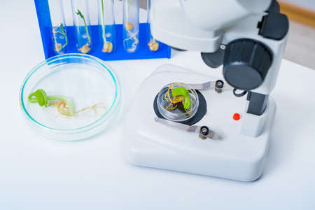 Genetically modified plant tested  .Ecology laboratory exploring new methods of plant breeding.の写真素材