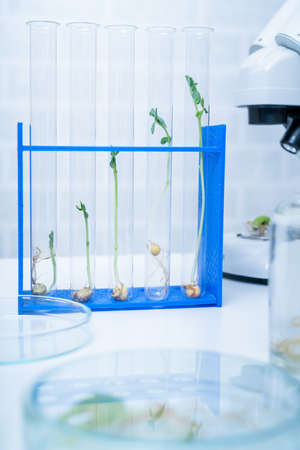 Genetically modified plant tested  .Ecology laboratory exploring new methods of plant breeding.