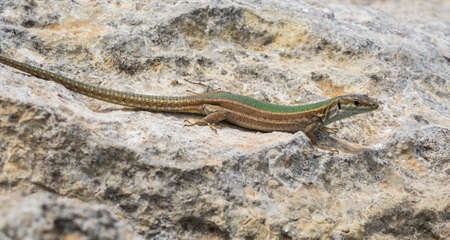 Portrait of a sand lizardの写真素材