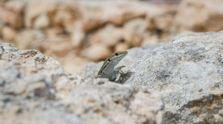 Portrait of a sand lizardの写真素材