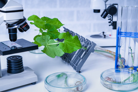 Genetically modified plant tested .Ecology laboratory exploring new methods of plant breeding.の写真素材