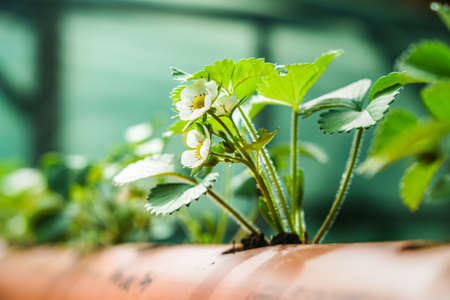 Hydroponics row in plantation. The hydroponics strawberry.の写真素材