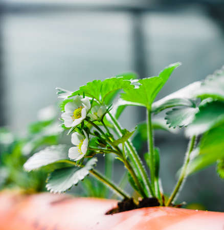Hydroponics row in plantation. The hydroponics strawberry.の写真素材