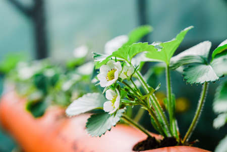 Hydroponics row in plantation. The hydroponics strawberry.の写真素材