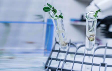Genetically modified plant tested .Ecology laboratory exploring new methods of plant breeding.の写真素材