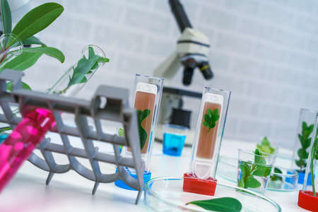 Microscope and young plant in science test tube , lab research biochemistry , biotechnology conceptの写真素材