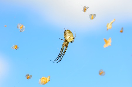 Forest spider in the center of its webの写真素材