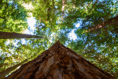 Looking along the sequoia trunkの写真素材