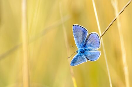 The male butterfly with blue wings sitting in the grass on a yellow background