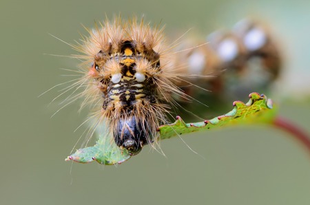 Hairy caterpillar with red and white dots beautifully bent on a piece of woodの写真素材