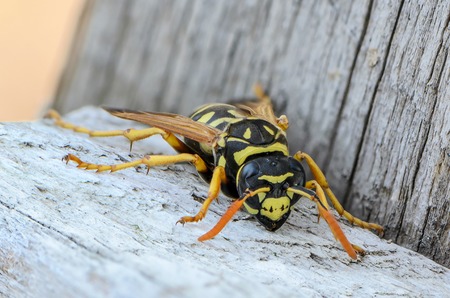 Portrait of a close-up of a wasp, which sits on the old boardの写真素材