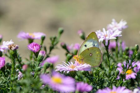 Beautiful yellow butterfly collects nectar on a bud of Astra Verghinasの写真素材