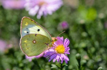 Beautiful yellow butterfly collects nectar on a bud of Astra Verghinasの写真素材