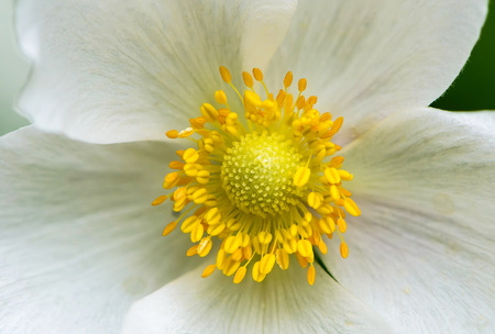 Snowdrop anemone blossom. It's a large white flower with yellow stamensの写真素材