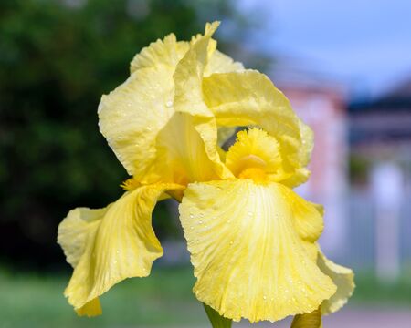 A beautiful large iris flower with yellow petals is covered with raindrops