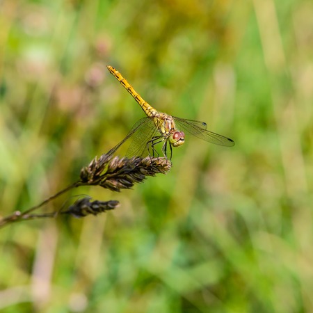Large yellow dragonfly sympetrum vulgatum sat on a dry blade of grass