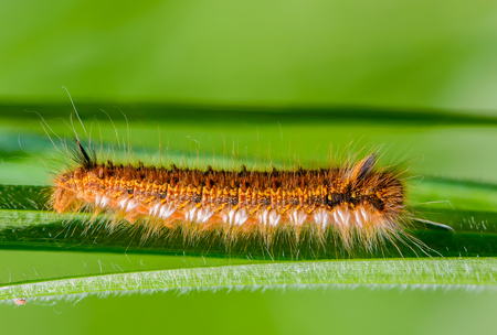 Hairy caterpillar of butterfly silkworm crawl on grass