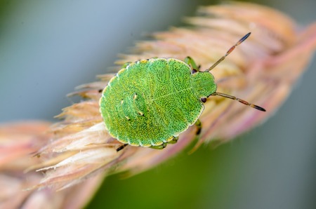 Young green nymph bug with black dots on a shell sits on a leaf of grassの写真素材