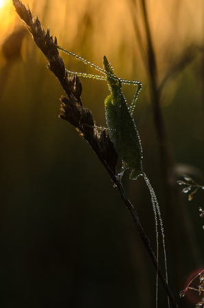 A grasshopper with a long mustache sits on the grass stalk early in the morning at dawn, all covered with drops of dewの写真素材