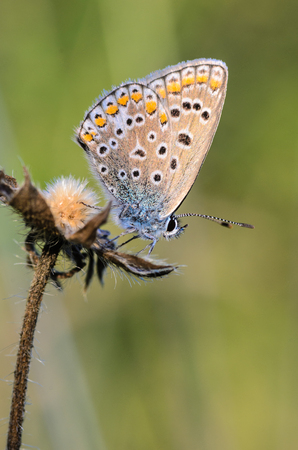 A small butterfly of polyommatus icarus with a blue dove sits on a dry spikelet of grassの写真素材