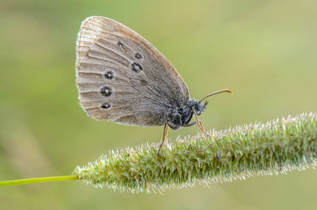 A small butterfly with brown wings sits on a spikelet of grassの写真素材