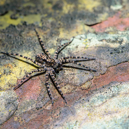The male spider-wolf with long striped paws sits on an old sheet of metalの写真素材