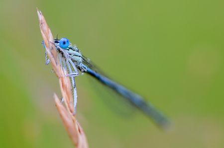 A blue dragonfly with huge eyes peeks out from behind the ear of dry grassの写真素材