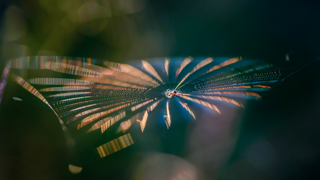 Cobweb with a small spider in the center shimmers with all the colors under the rays of the setting...